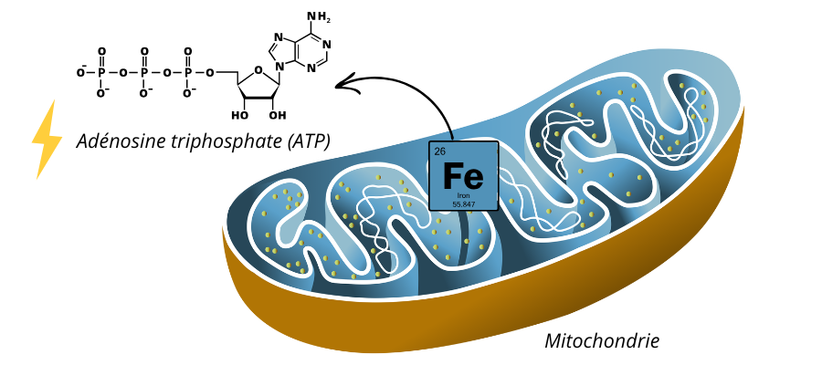 rôle du fer dans le métabolisme énergétique