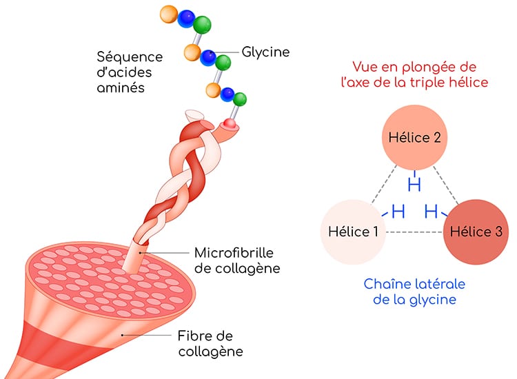Glycine : un élément clé dans la synthèse du collagène