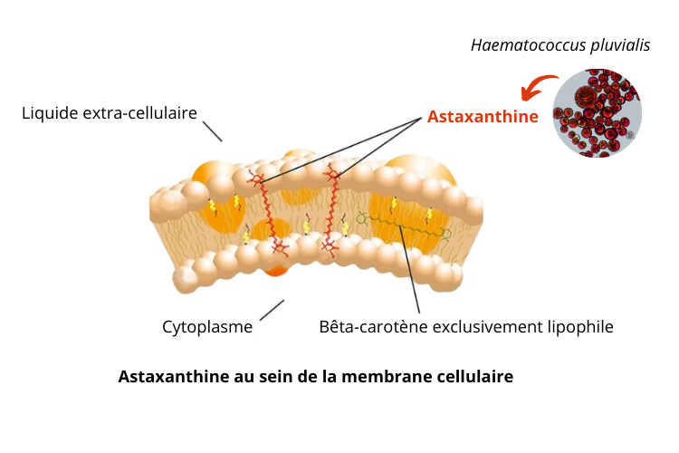 De l'astaxanthine bio et naturelle hautement dosée