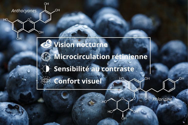 Un extrait de myrtilles ultra concentré en anthocyanes