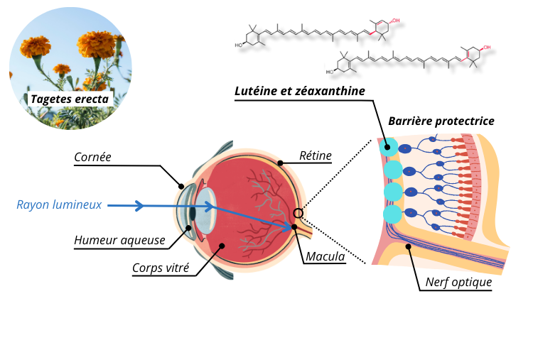 Luteine et zeaxanthine