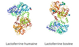 Lactoferrine