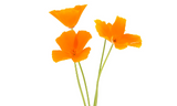 Eschscholzia californica