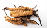 Cordyceps sinensis