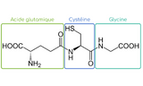 Glutathion réduit