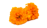 Tagetes erecta