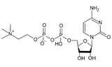 Citicoline - CDP-choline