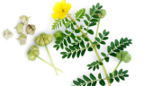 Tribulus terrestris