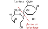 Lactase