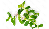 Bacopa