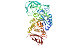 Alpha-amylase