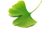 Ginkgo biloba